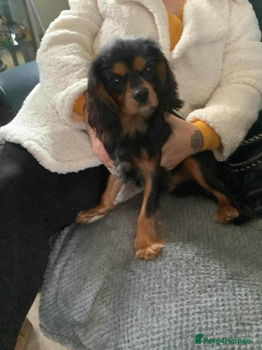Cavalier King Charles Spaniel dogs for stud: PROVEN Heart and eye tested DE/CC/EF cavalier stud in Swansea - Advert 4