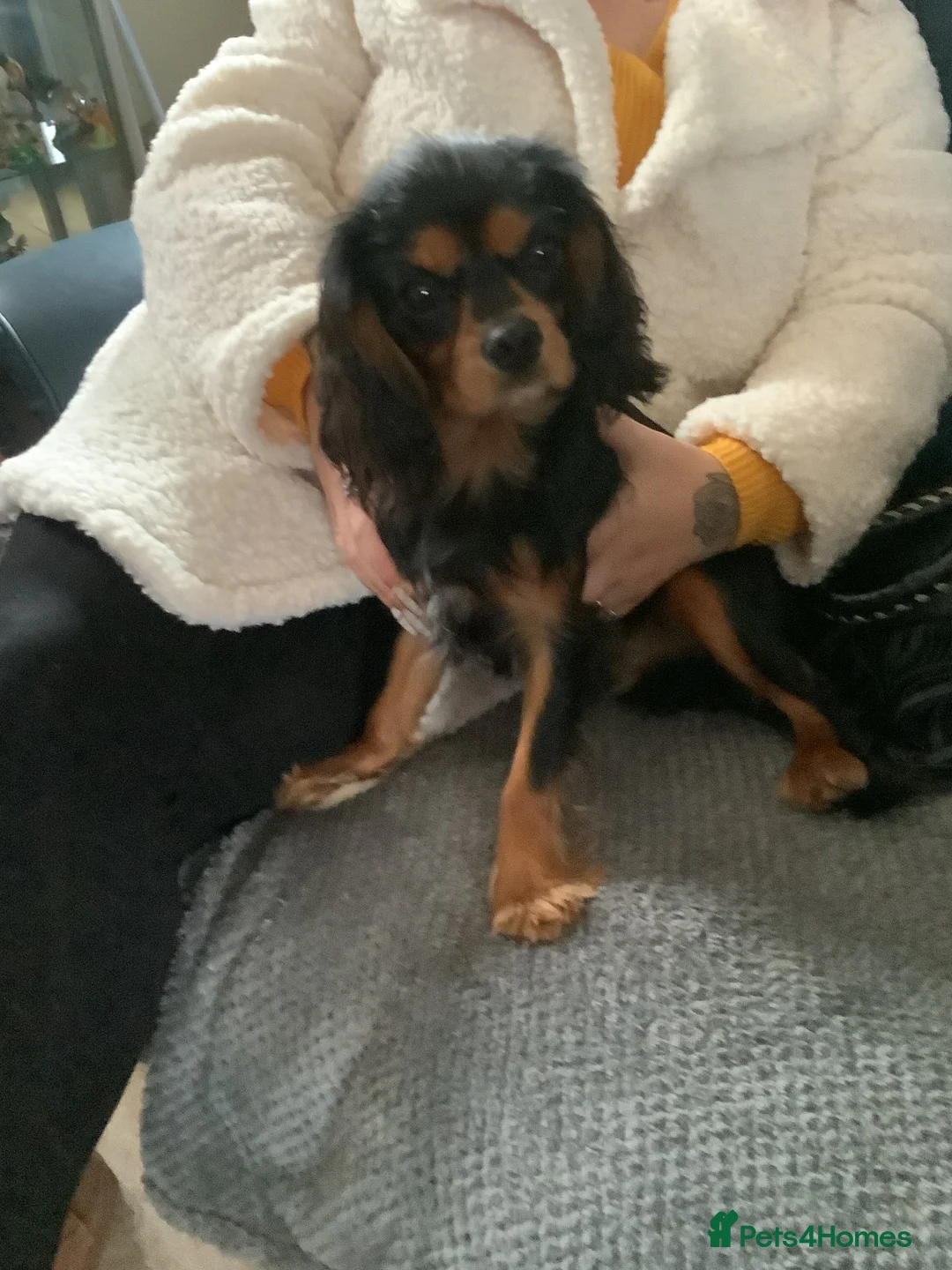 Cavalier King Charles Spaniel dogs for stud: PROVEN Heart and eye tested DE/CC/EF cavalier stud in Swansea - Advert 4