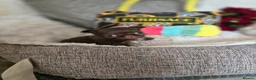 Chihuahua dogs for sale: Xx quality chocolate longcoat chihuahua puppies Xx - Advert 34