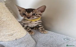 Bengal cats for sale: Pure Bred Male Bengal Kitten Available - Image 8