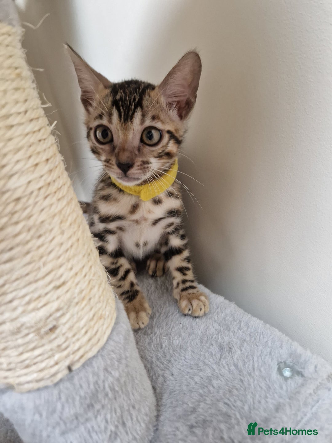 Bengal cats for sale: Pure Bred Male Bengal Kitten Available - Image 8
