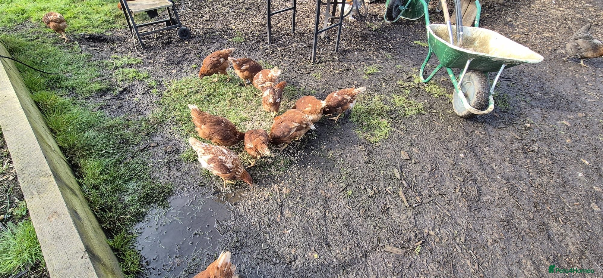 Chickens poultry Warren hens for sale  in Alton - Advert 2