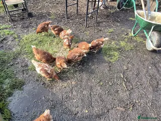 Chickens poultry Warren hens for sale in Alton - Advert 2