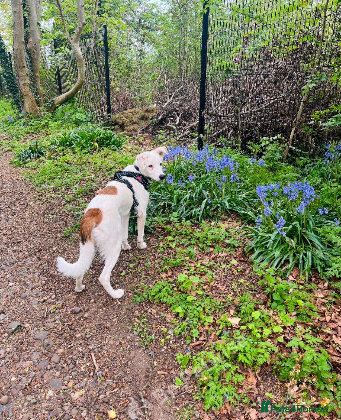 Mixed Breed dogs for sale: Collie Heeler in Worcester - Advert 2