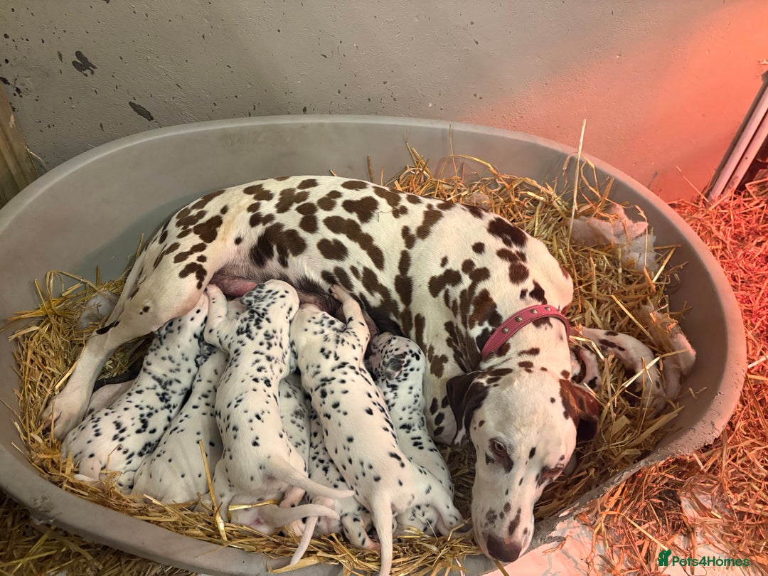 Dalmatian dogs for sale: The most beautiful beautiful Dalmatian puppies  - Advert 4