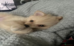 Pomeranian dogs for sale: 13 Week Female Pomeranian - Image 2