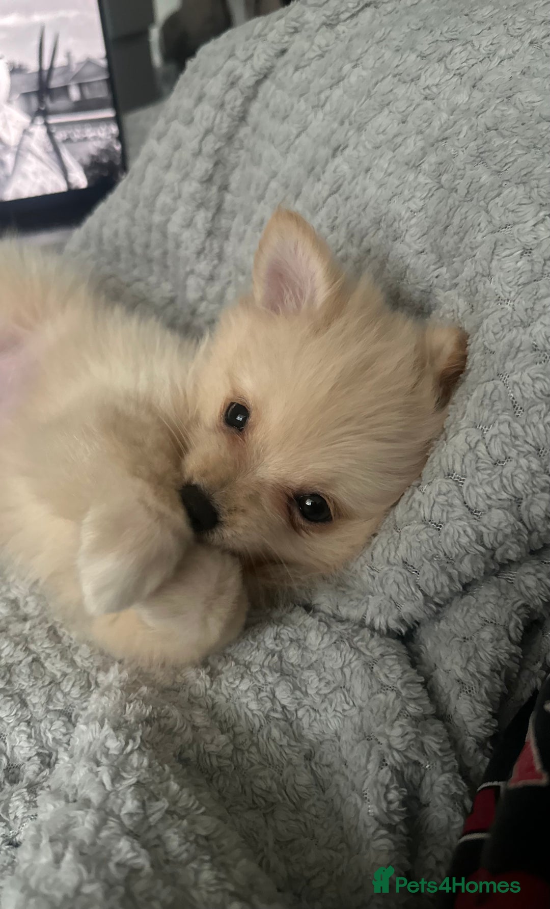 Pomeranian dogs for sale: 13 Week Female Pomeranian - Image 2