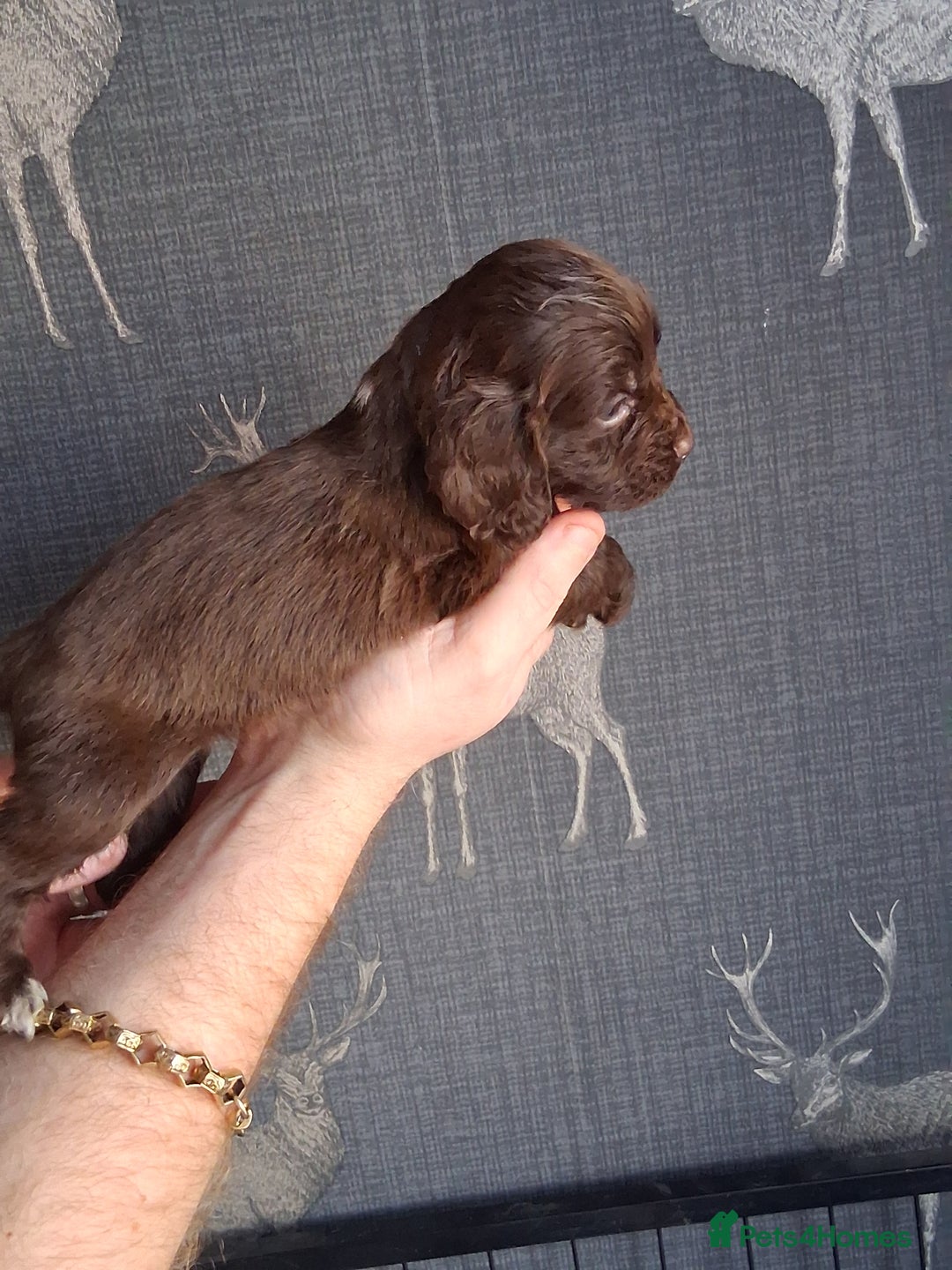 Cocker Spaniel dogs for sale: beautiful working cocker spaniels for sale - Advert 19
