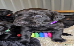 Labrador Retriever dogs for sale: Stunning black Labrador puppies  - Image 9