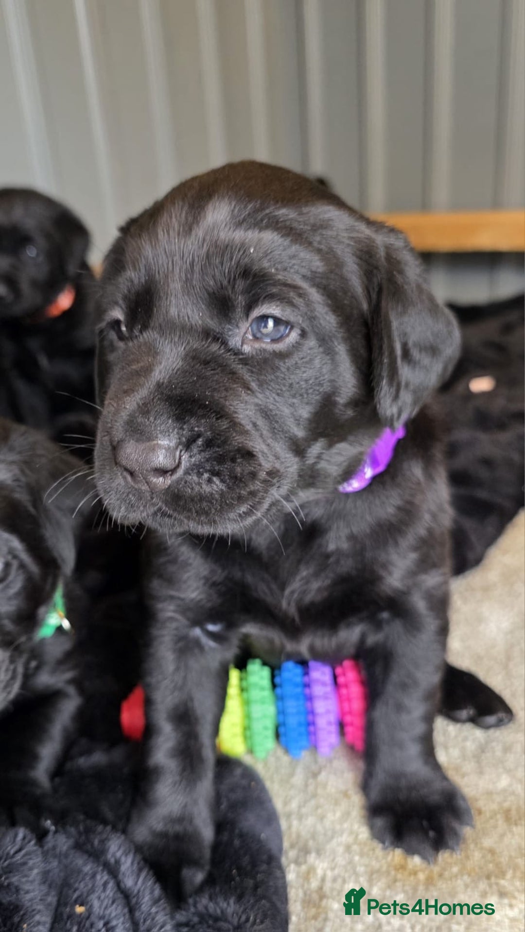 Labrador Retriever dogs for sale: Stunning black Labrador puppies  - Image 9