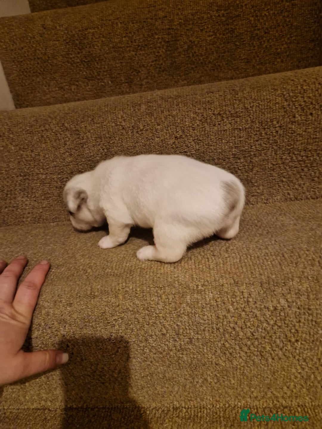 French Bulldog dogs for sale: Franch Bulldog  - Advert 6