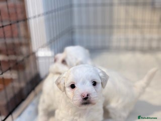 Bichon Frise dogs bichon - Advert 6