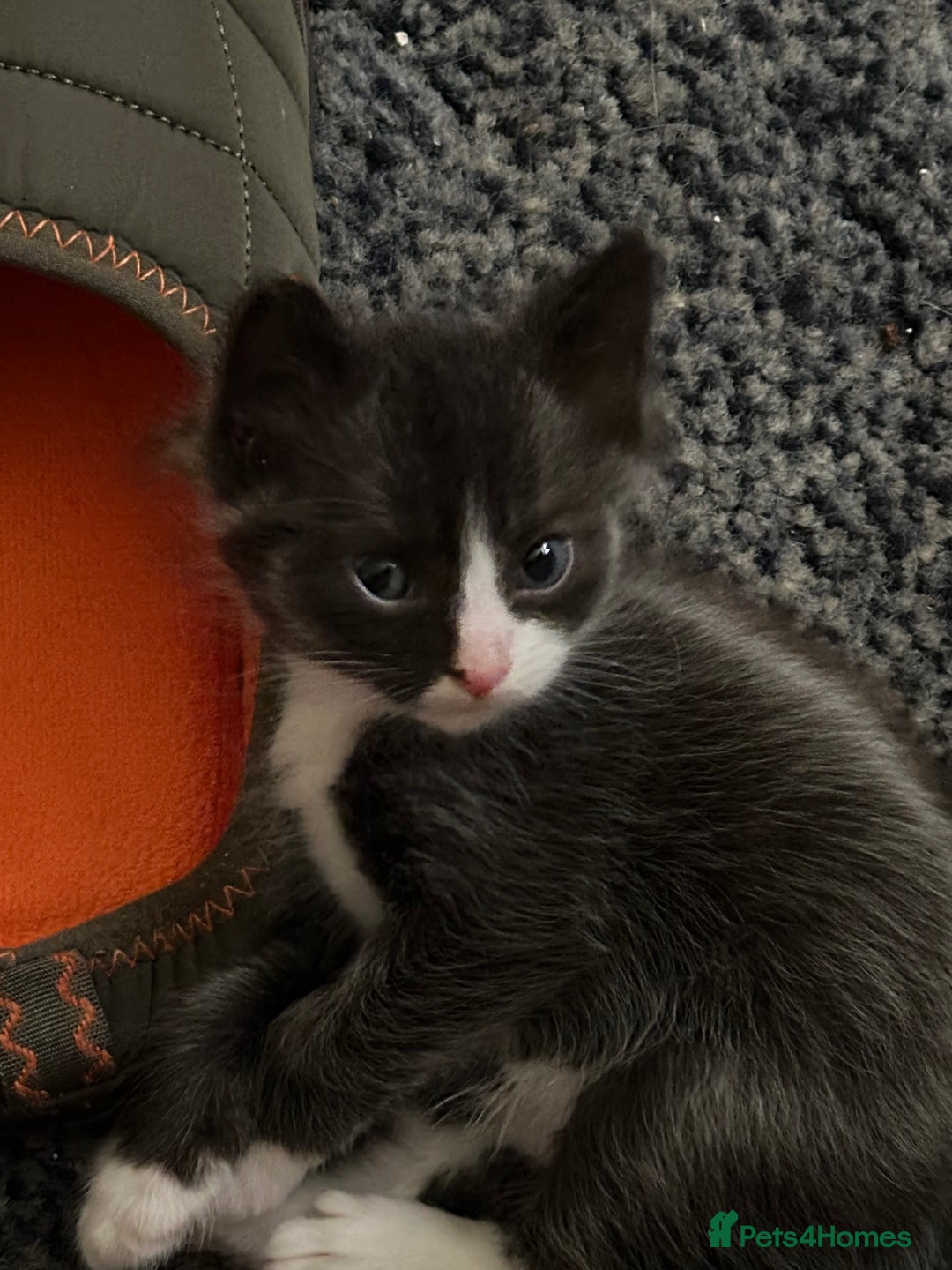 Mixed Breed cats for sale: 4 beautiful male kittens needing homes - Image 15