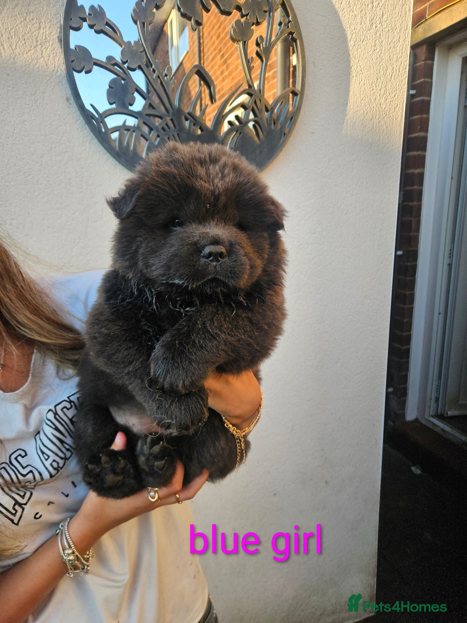 Chow Chow dogs 1500 - £2000 Stunning chow chow pups  - Advert 1