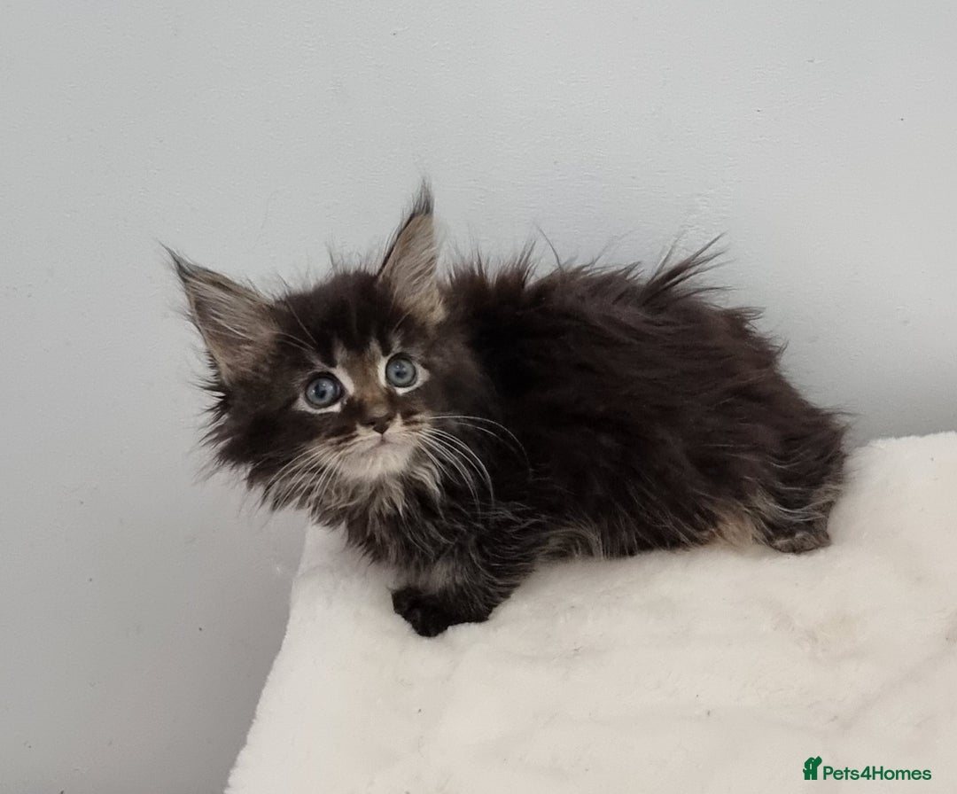 Maine Coon cats for sale: Pedigree Maine Coon Kittens for sale  - Advert 13