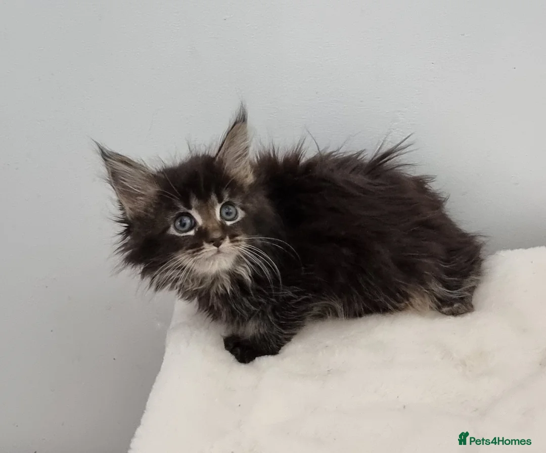 Maine Coon cats for sale: Pedigree Maine Coon Kittens for sale  - Advert 13