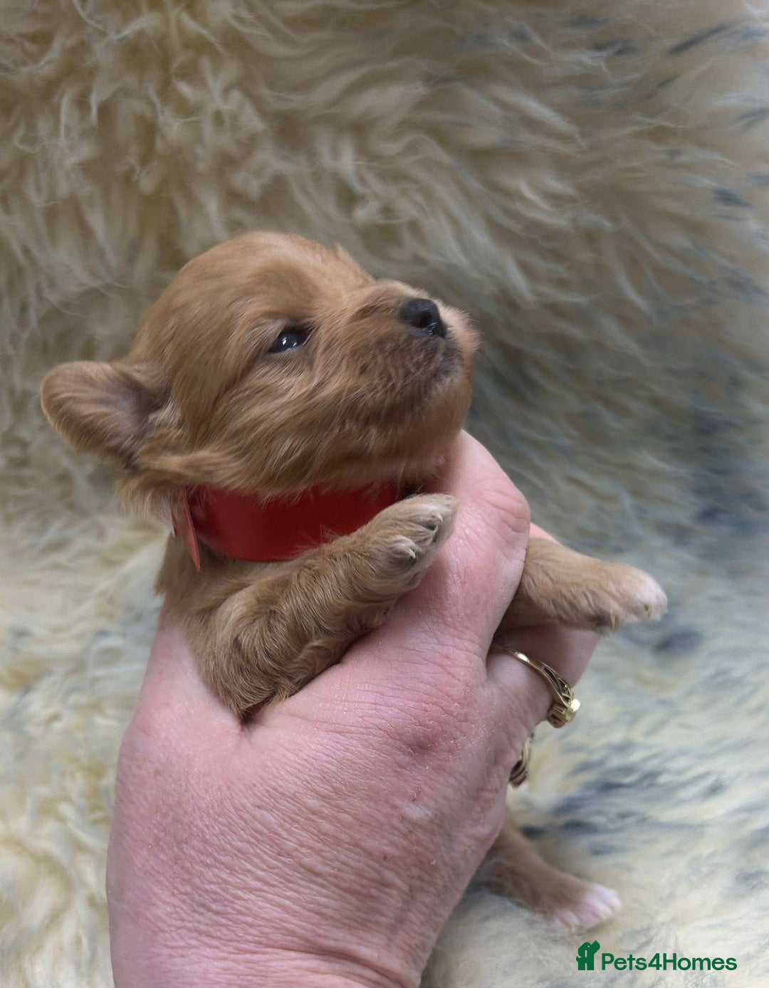 Maltipoo dogs for sale: Red Toy Maltipoos  - Advert 8