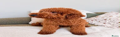 Miniature Poodle 1