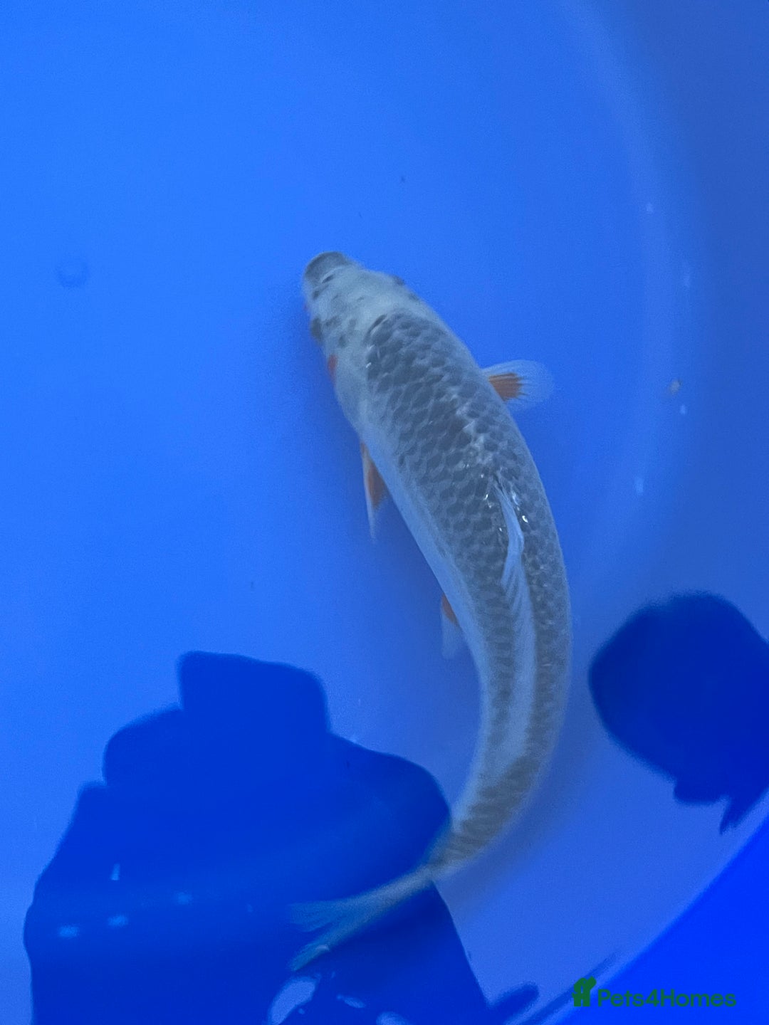 Koi Carp fish for sale: Asagi koi carp  - Image 8