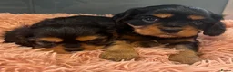 Cavalier King Charles Spaniel dogs for sale: 🐶 KC reg extensively health tested Cavalier 🐶  - Advert 29
