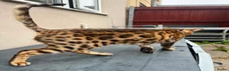 Bengal cats for sale: Bengal female  - Advert 2
