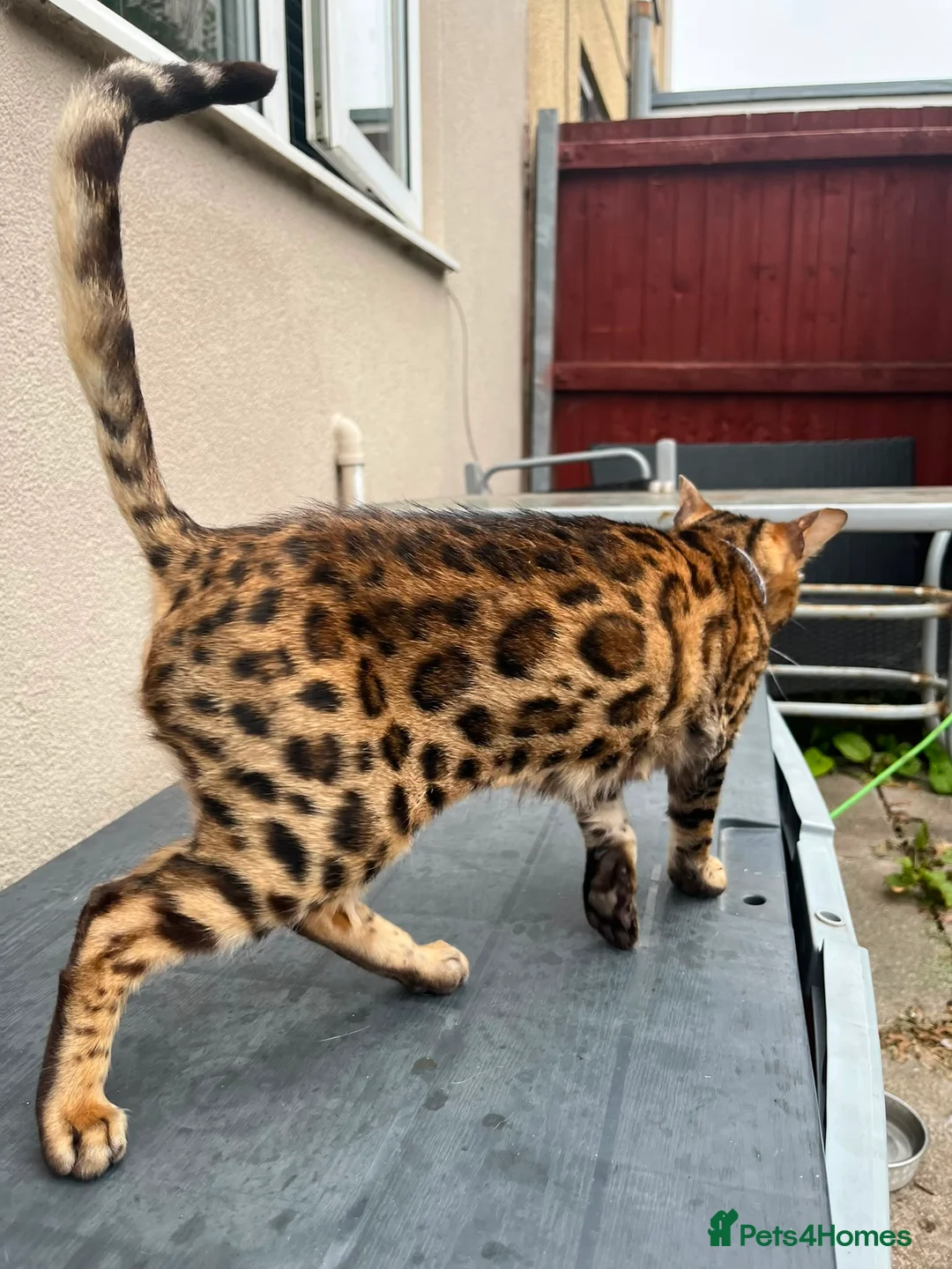 Bengal cats for sale: Bengal female  - Advert 2
