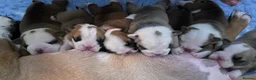 English Bulldog dogs for sale: Health Tested English Bulldog Litter in Banbury - Advert 8