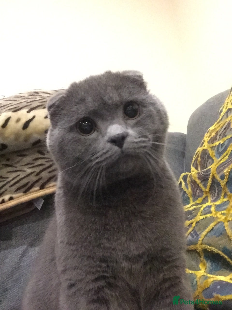 Scottish Fold cats Scottish Fold looking for home  - Advert 7