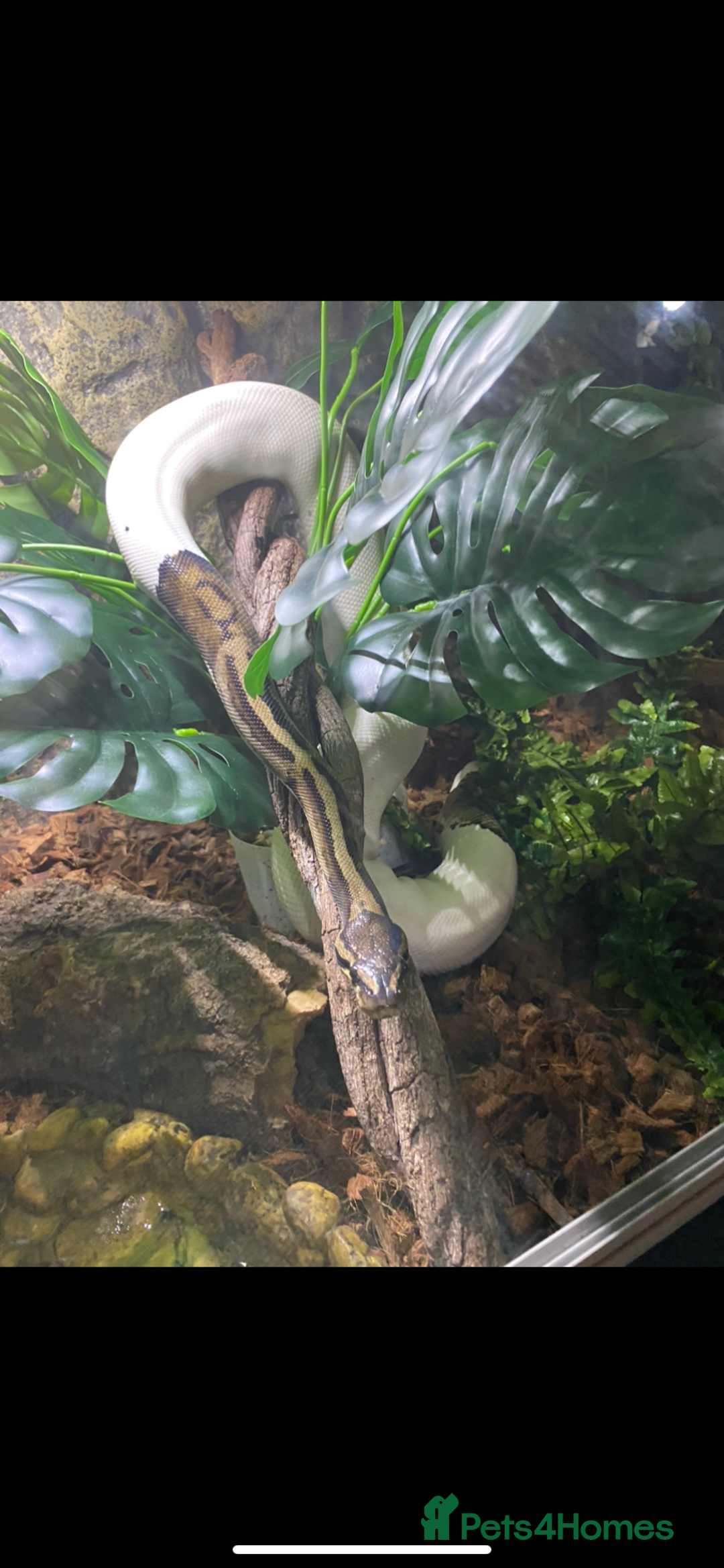 Python Snake reptiles for sale: Pied ball Python for sale  - Image 2