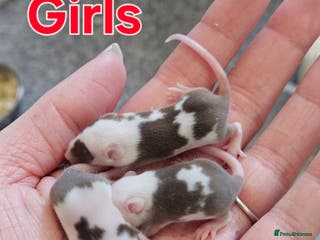 Mouse rodents Fancy mice - Advert 2