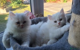 Mixed Breed cats for sale: Two Adorable Pure White Persian x Ragdoll Kittens - Image 6