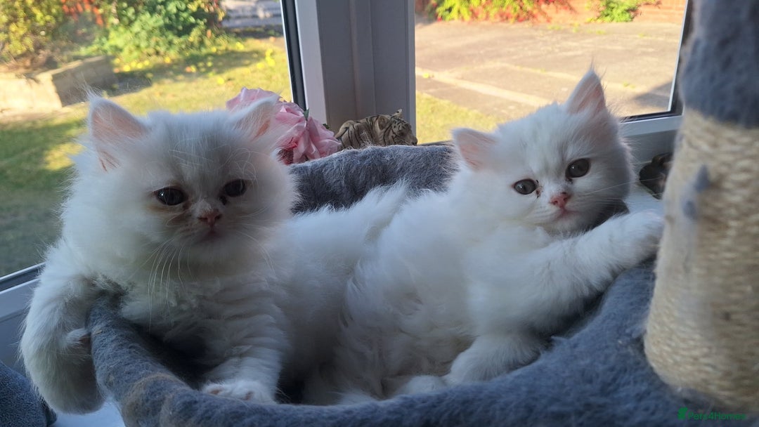 Mixed Breed cats for sale: Two Adorable Pure White Persian x Ragdoll Kittens - Image 6