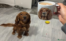 Cocker Spaniel dogs for sale: Beautiful Cocker Spaniel Puppies - Image 7