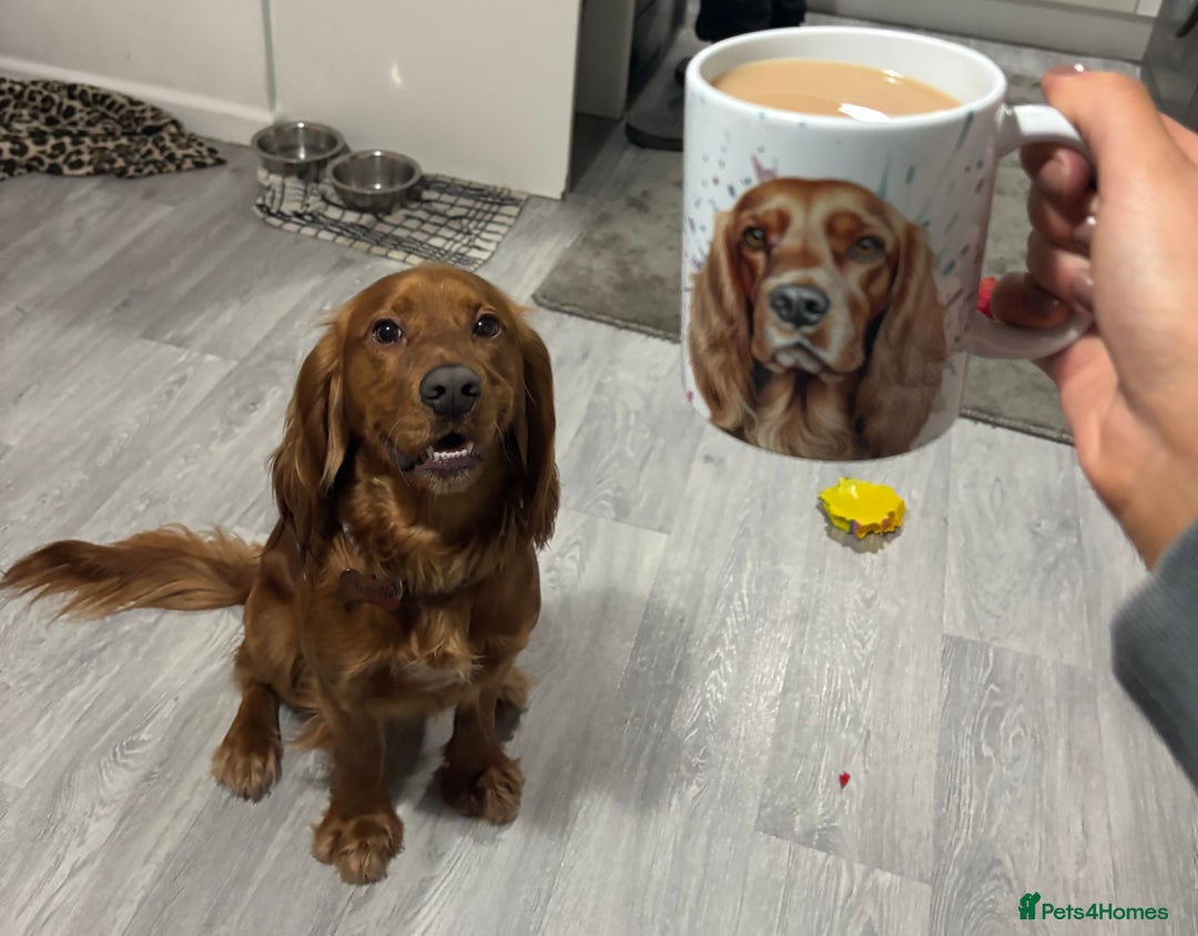 Cocker Spaniel dogs for sale: Beautiful Cocker Spaniel Puppies - Image 7
