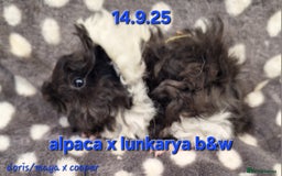 Guinea Pig rodents for sale: Bonded lunkarya and alpaca guinea pigs  - Image 4