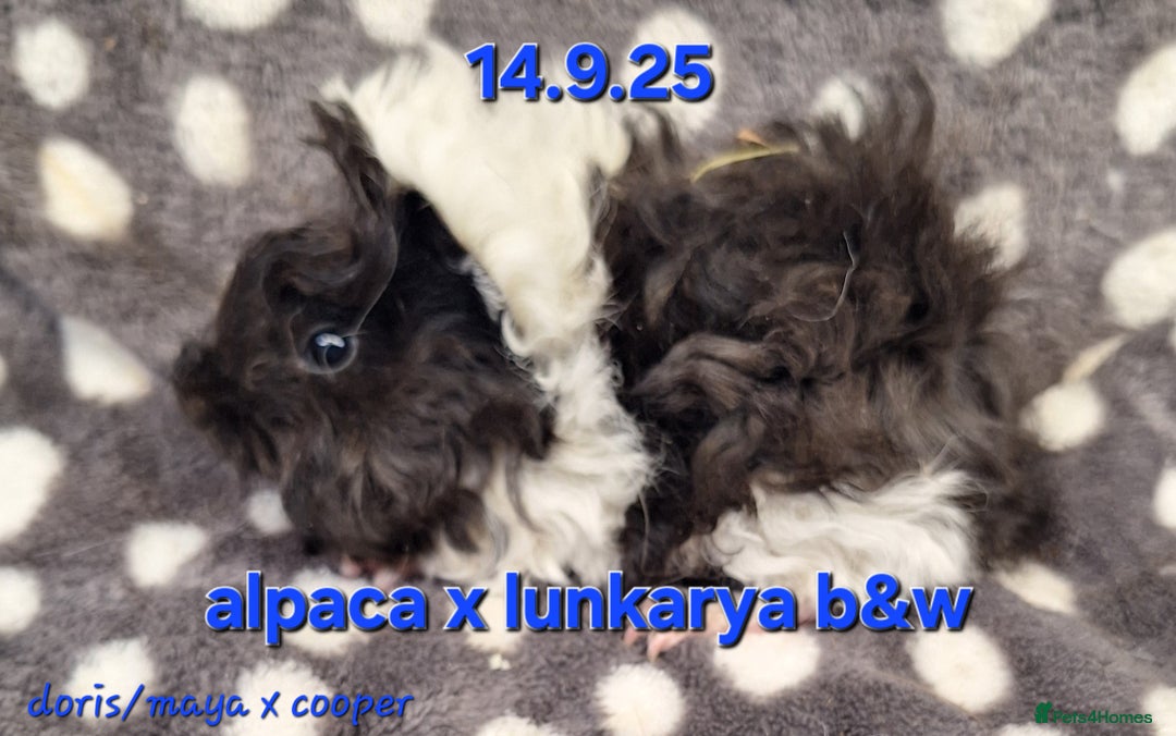 Guinea Pig rodents for sale: Bonded lunkarya and alpaca guinea pigs  - Image 4