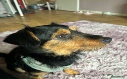 Jackapoo dogs for sale: Gorgeous Jackapoo - Image 1