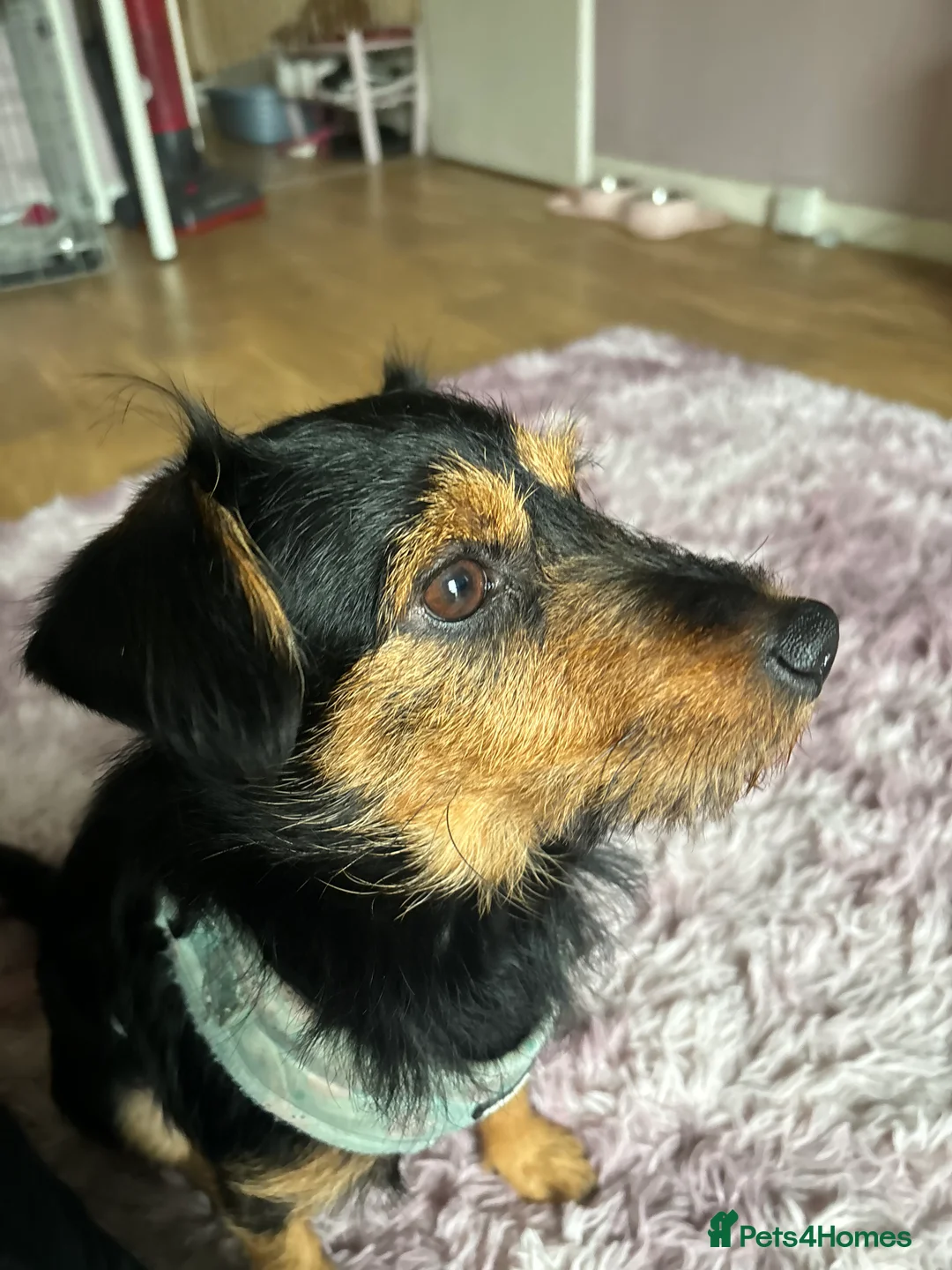 Jackapoo dogs for sale: Gorgeous Jackapoo - Advert 1