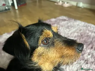 Jackapoo dogs Gorgeous Jackapoo - Advert 15