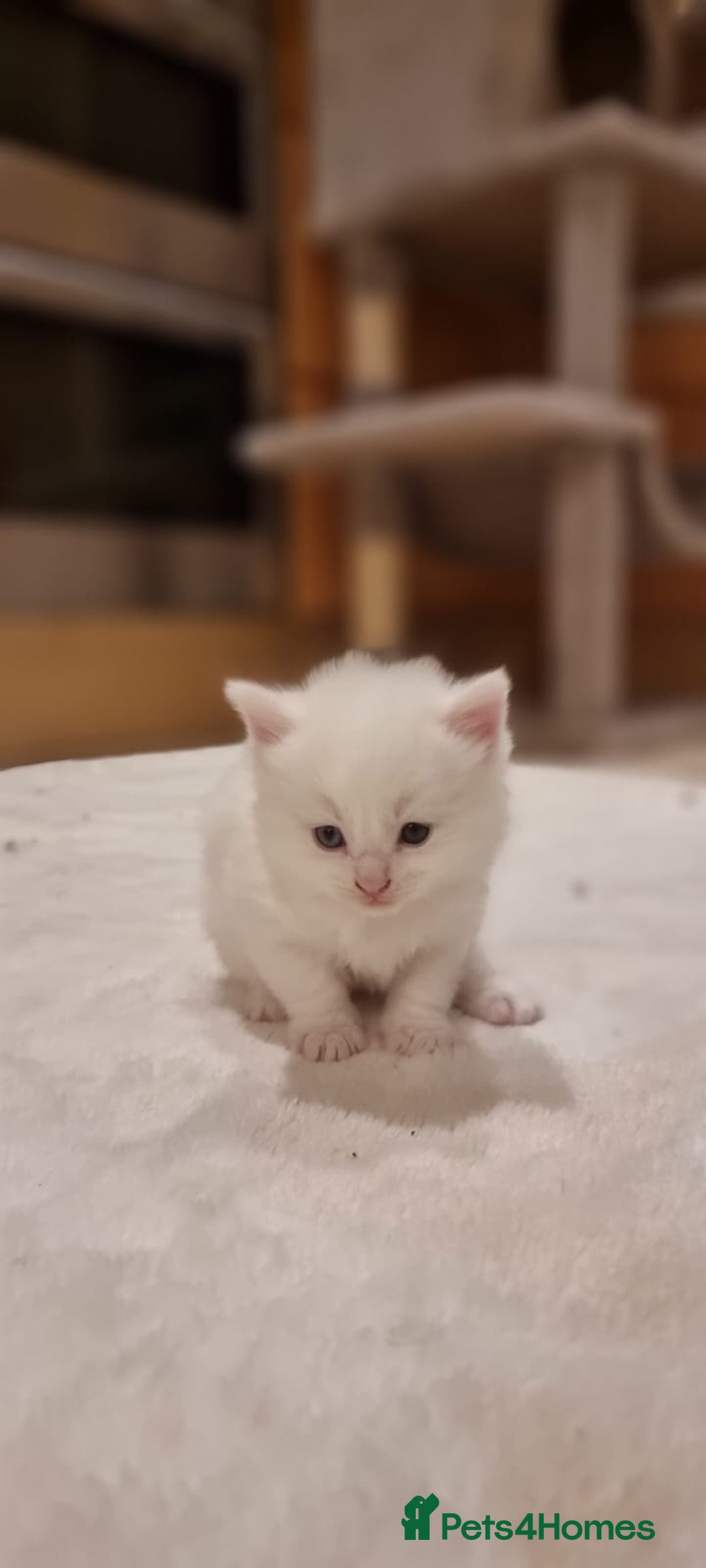 Turkish Angora cats for sale: Luxury Turkish Agora kittens for sale - Advert 10