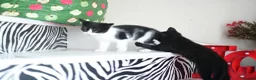 Mixed Breed cats for sale: B&W Kitten looking 4 home  - Advert 3