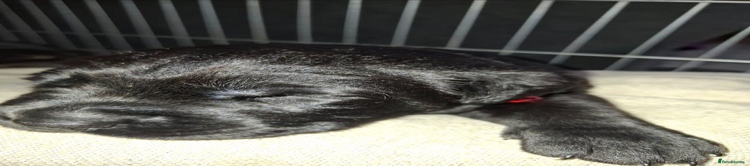 Mixed Breed Puppy red