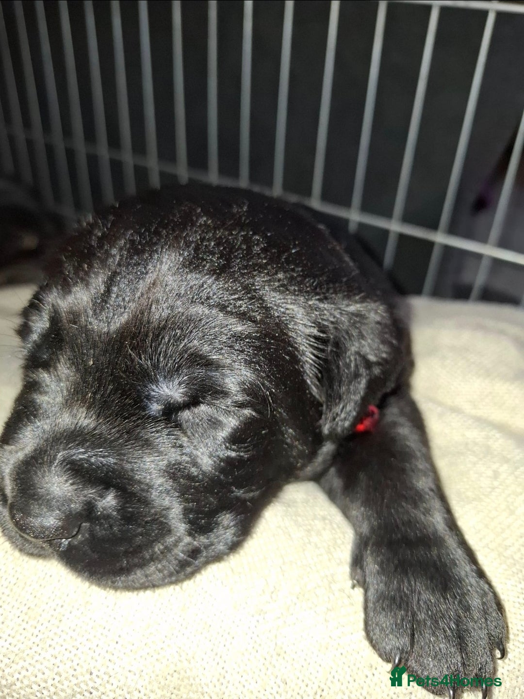 Mixed Breed dogs for sale: Luna pups - Image 9