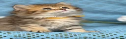 British Longhair cats for sale: British Longhair golden shaded kittens TICA - Advert 30