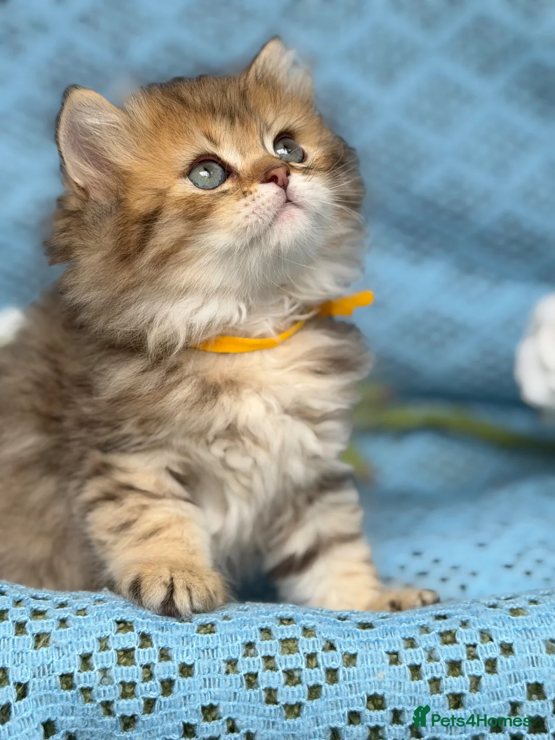British Longhair cats for sale: British Longhair golden shaded kittens TICA - Advert 30