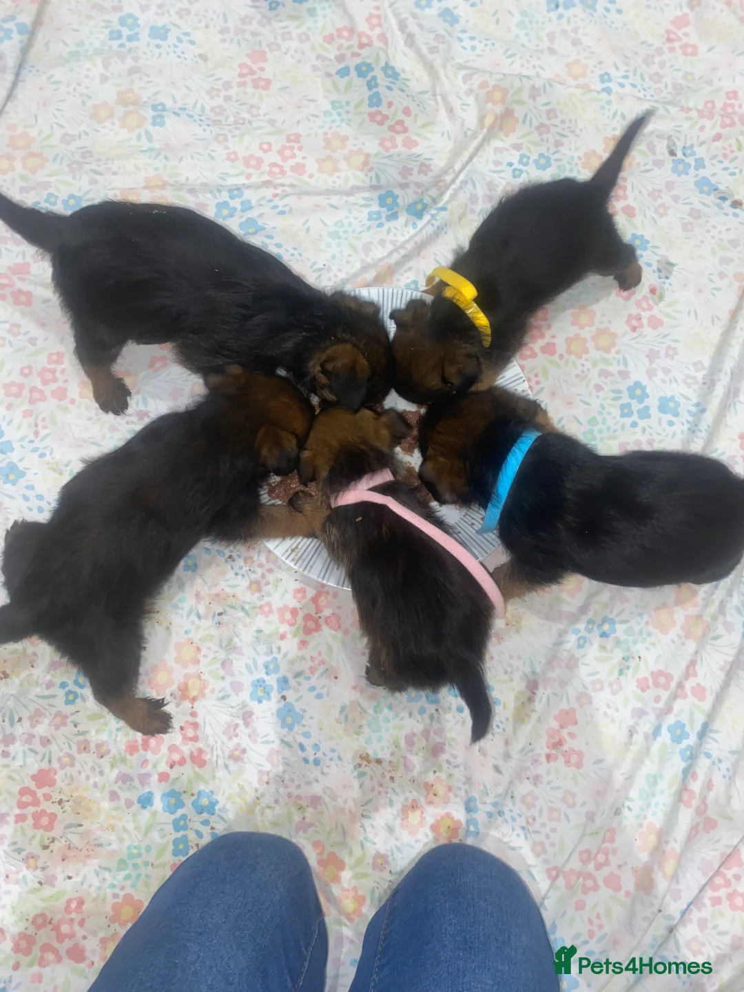 Border Terrier dogs for sale: 4 beautiful border terrier boys left  - Advert 4