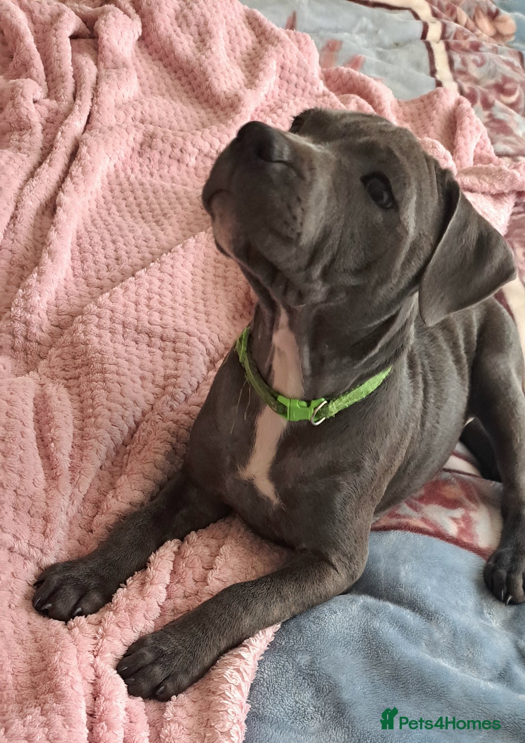 Staffordshire Bull Terrier dogs for sale: KC registration blue staffy , Champion blood line  - Image 6