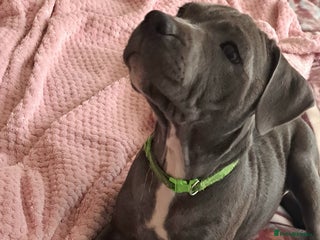 Staffordshire Bull Terrier dogs - Advert 22