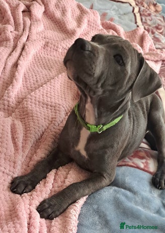 Staffordshire Bull Terrier dogs - Advert 12