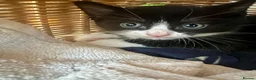 Mixed Breed cats for sale: Adorable Kittens Looking for Loving Homes  in Southampton - Advert 4